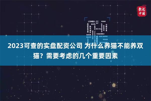 2023可查的实盘配资公司 为什么养猫不能养双猫？需要考虑的几个重要因素