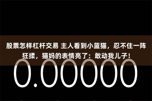 股票怎样杠杆交易 主人看到小蓝猫，忍不住一阵狂揉，猫妈的表情亮了：敢动我儿子！